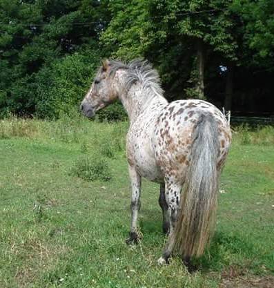 Colt Arabian Half Blood For sale 2024 Bay