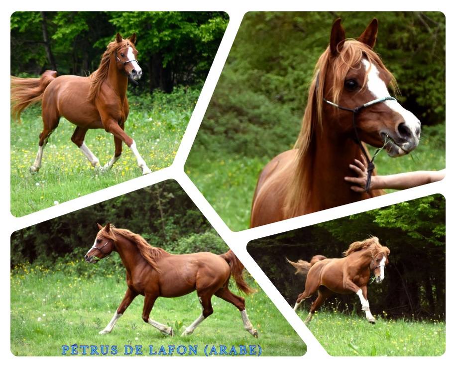 Colt Arabian Half Blood For sale 2024 Bay