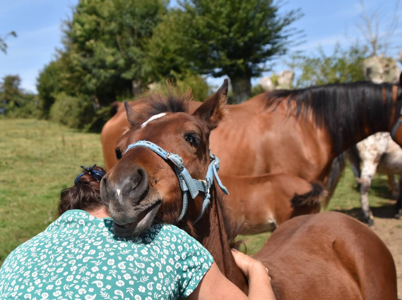 Colt Arabian Half Blood For sale 2024 Bay