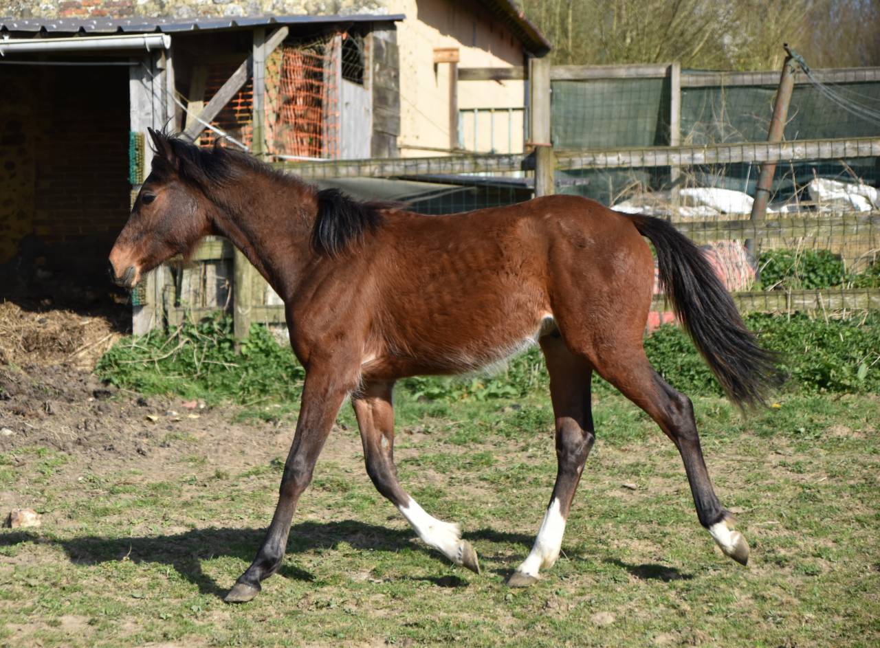 Colt Arabian Half Blood For sale 2024 Bay