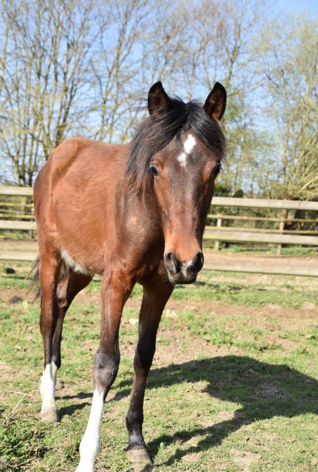 Colt Arabian Half Blood For sale 2024 Bay