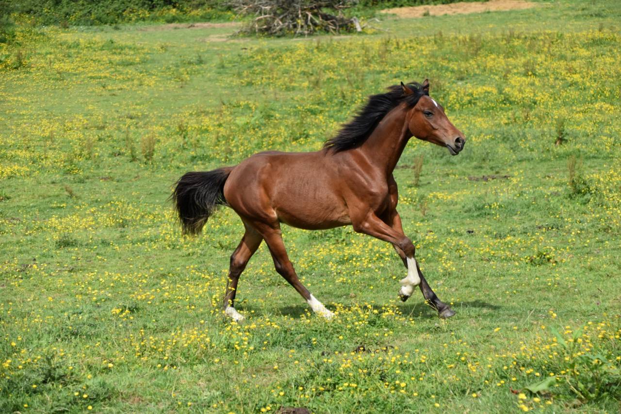 Colt Arabian Half Blood For sale 2024 Bay