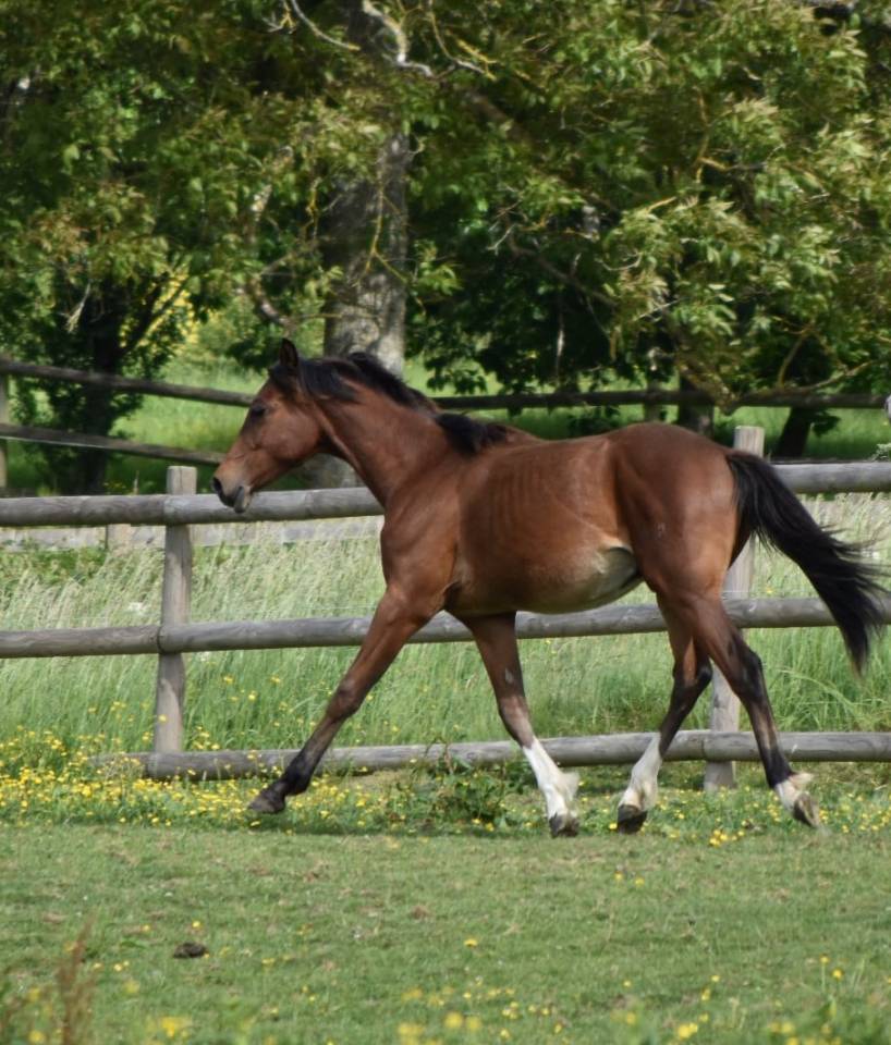 Colt Arabian Half Blood For sale 2024 Bay