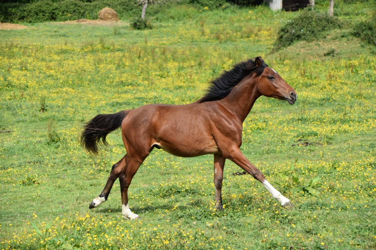 Colt Arabian Half Blood For sale 2024 Bay