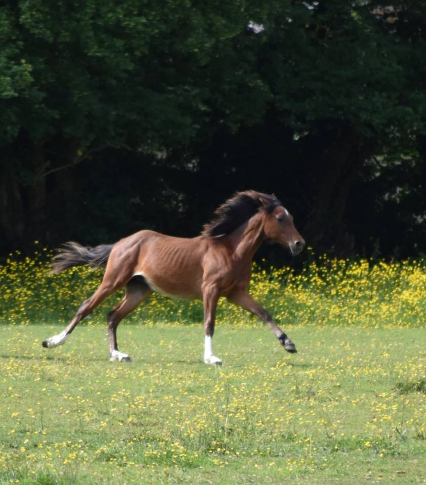 Colt Arabian Half Blood For sale 2024 Bay
