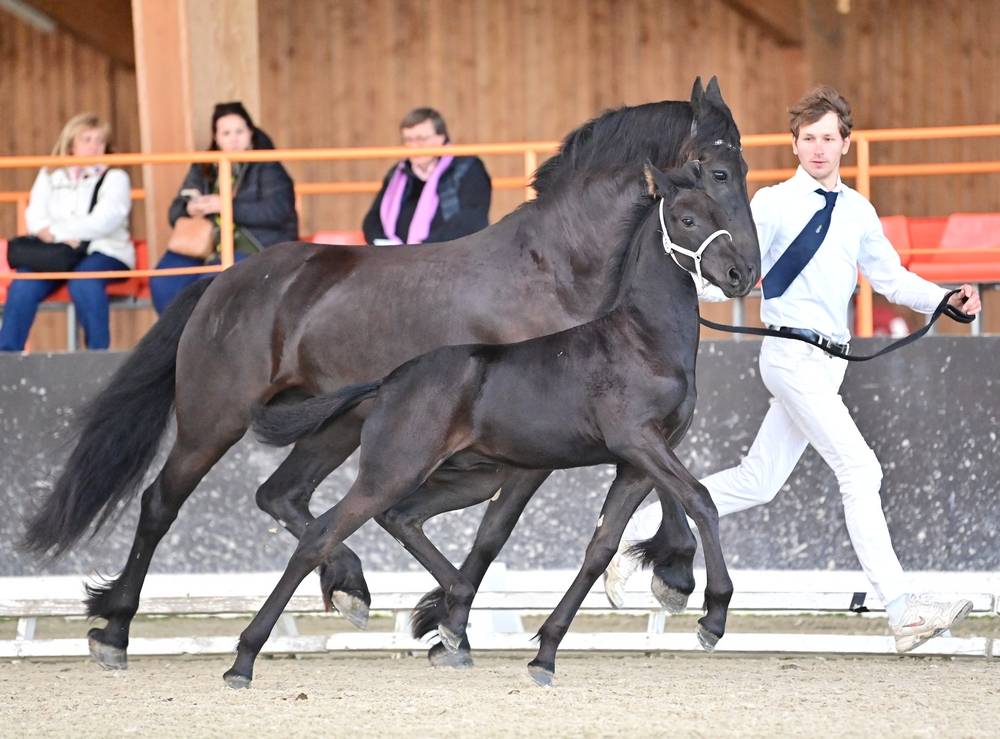 Colt Friesian Arabian For sale 2024 Black