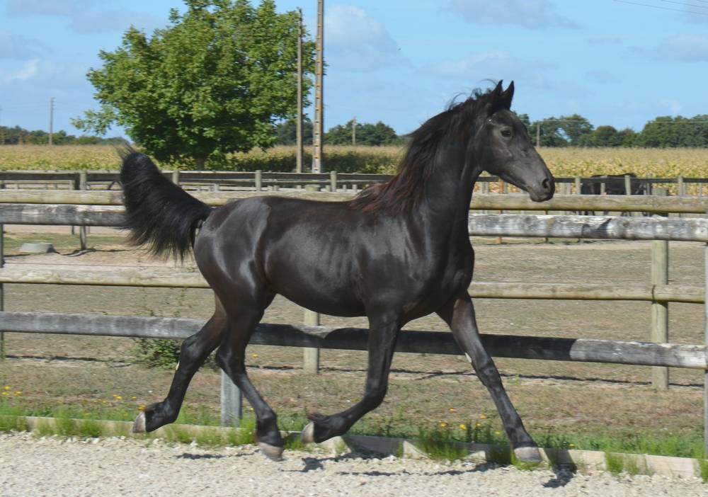 Colt Friesian Arabian For sale 2024 Black