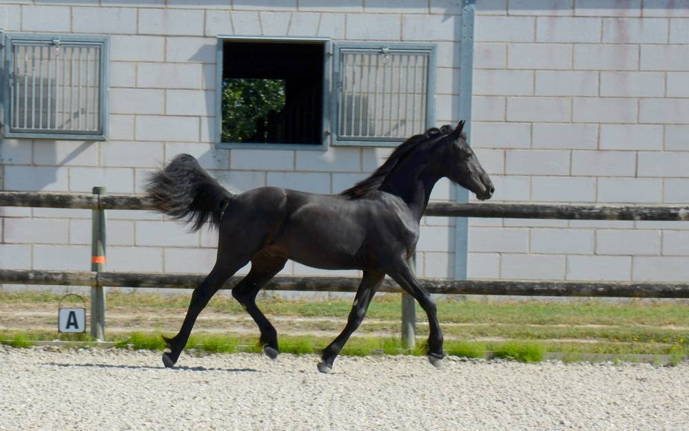 Colt Friesian Arabian For sale 2024 Black