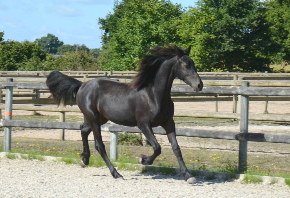 Colt Friesian Arabian For sale 2024 Black