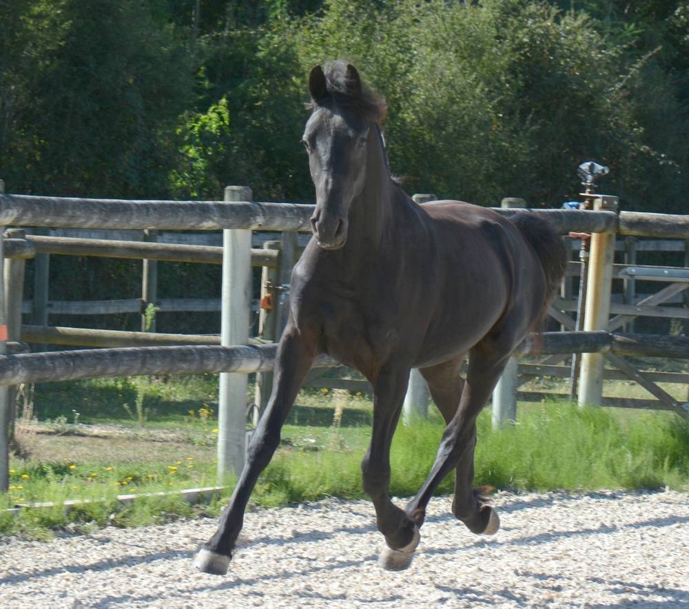 Colt Friesian Arabian For sale 2024 Black