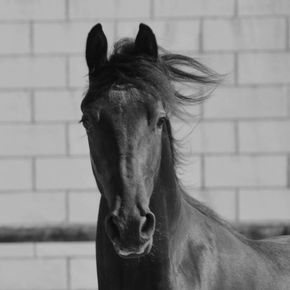 Colt Friesian Arabian For sale 2024 Black