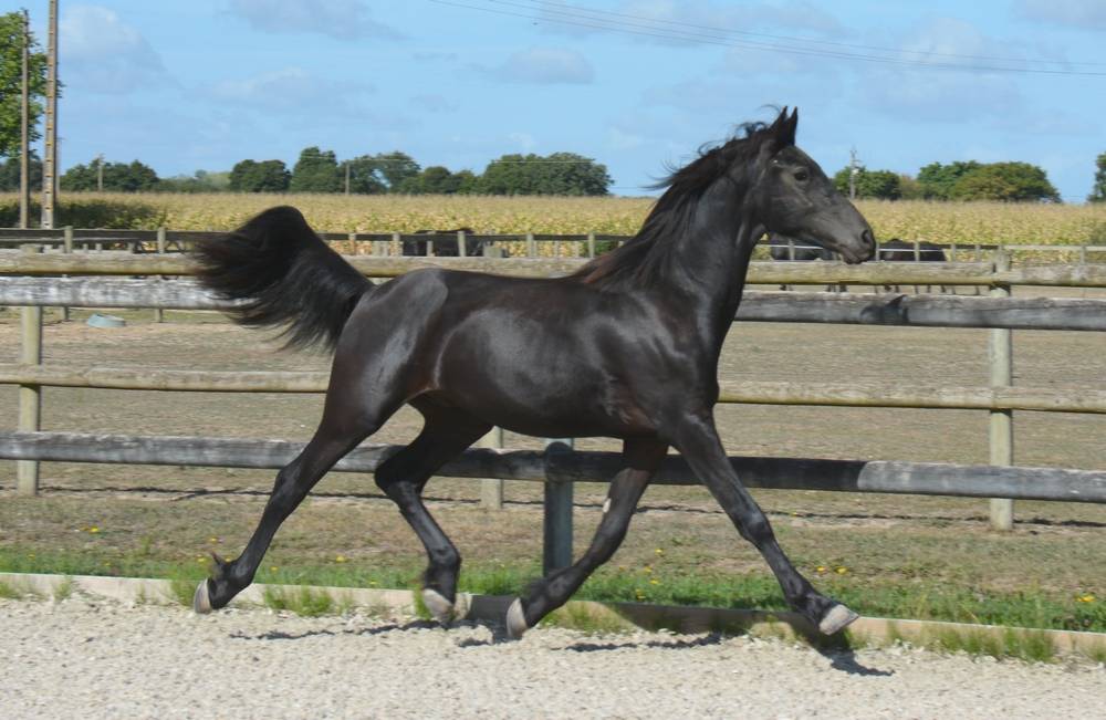 Colt Friesian Arabian For sale 2024 Black
