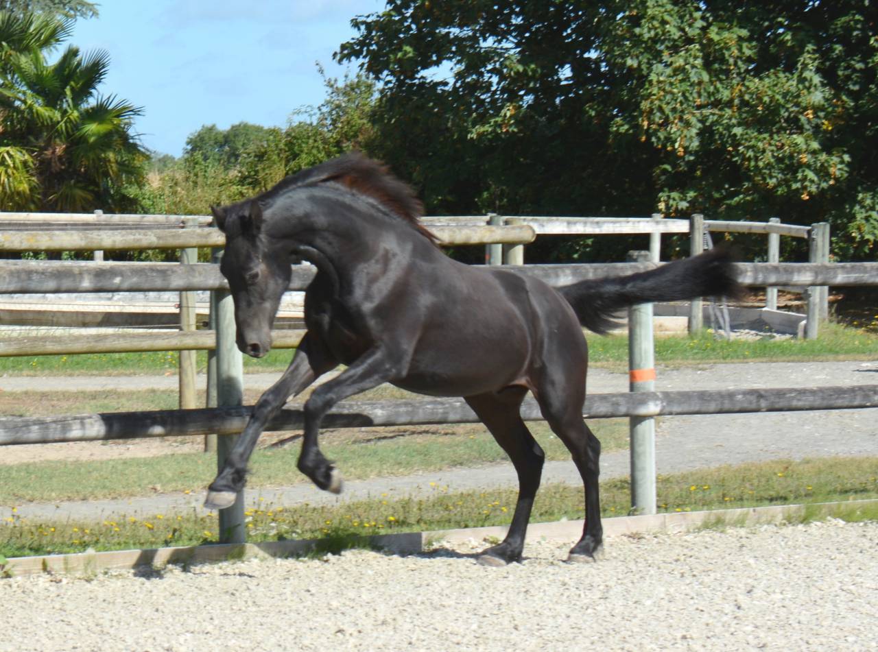 Colt Friesian Arabian For sale 2024 Black