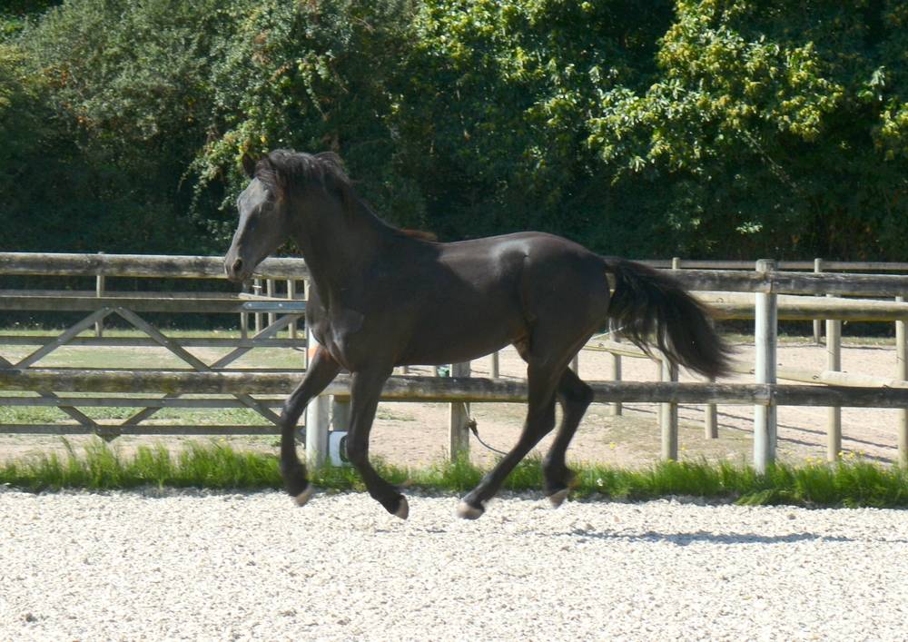 Colt Friesian Arabian For sale 2024 Black
