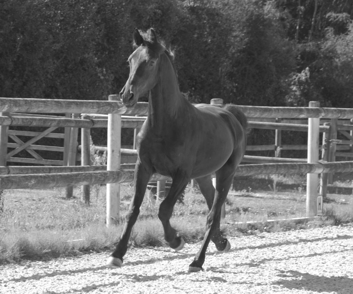 Colt Friesian Arabian For sale 2024 Black