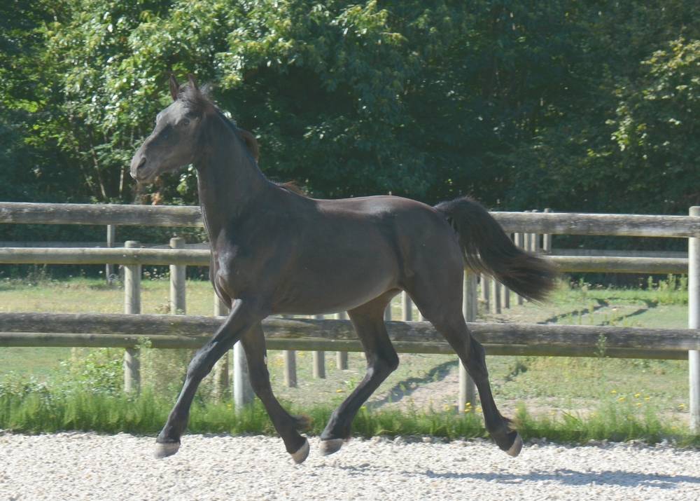 Colt Friesian Arabian For sale 2024 Black