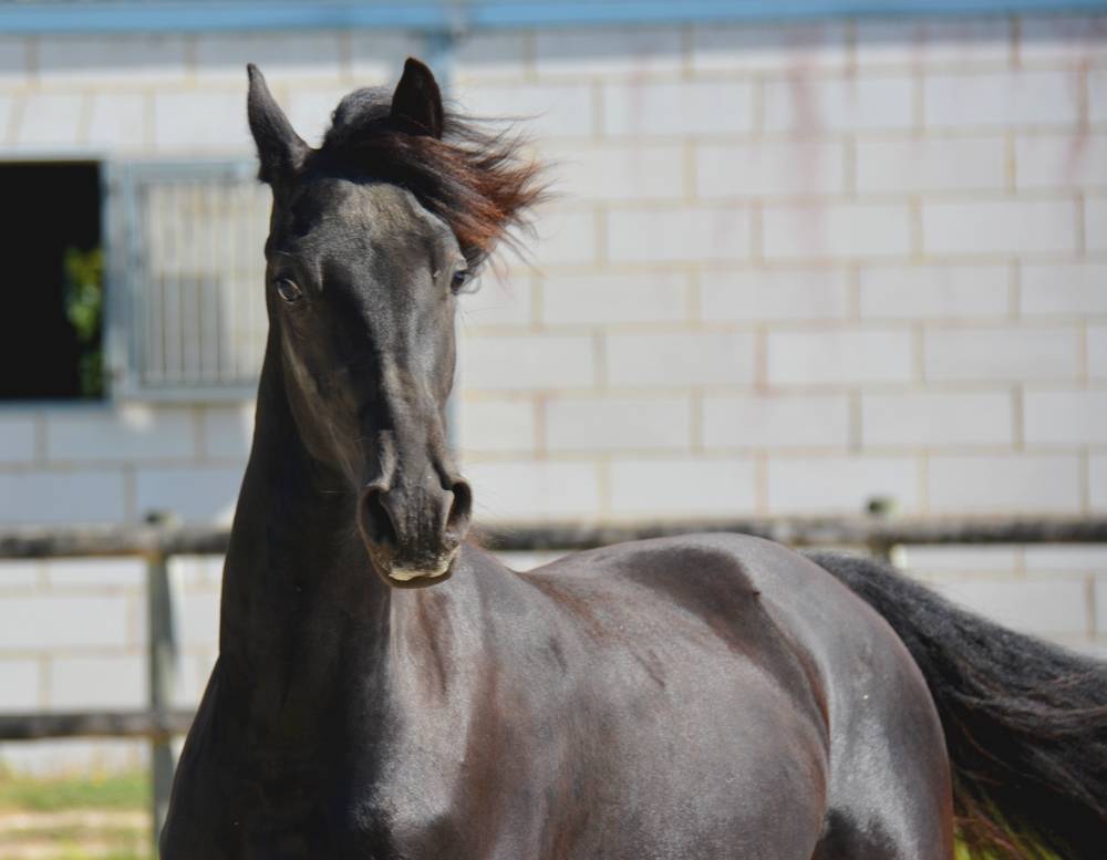 Colt Friesian Arabian For sale 2024 Black
