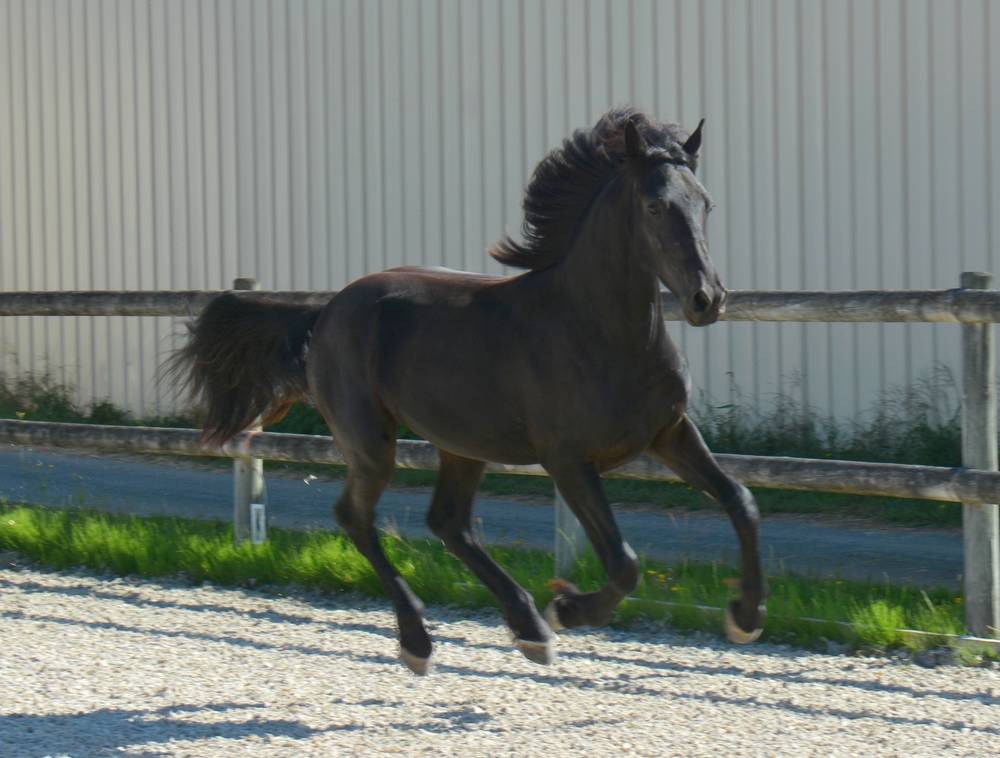 Colt Friesian Arabian For sale 2024 Black