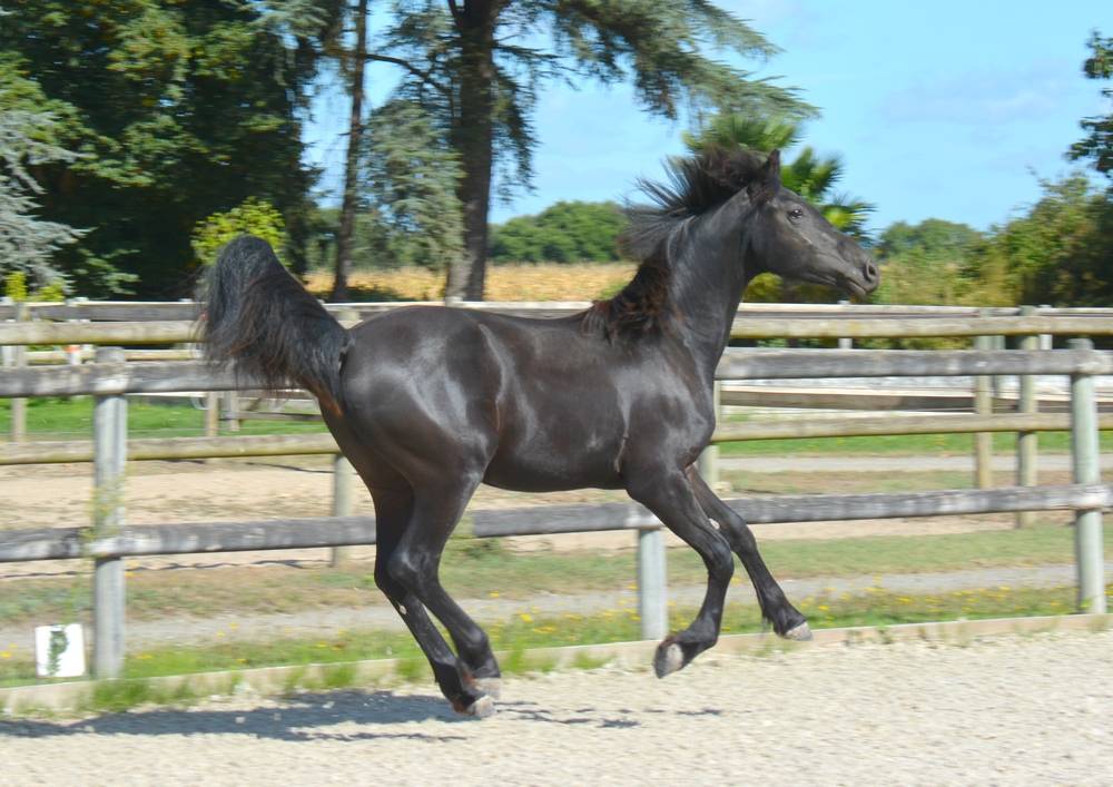 Colt Friesian Arabian For sale 2024 Black