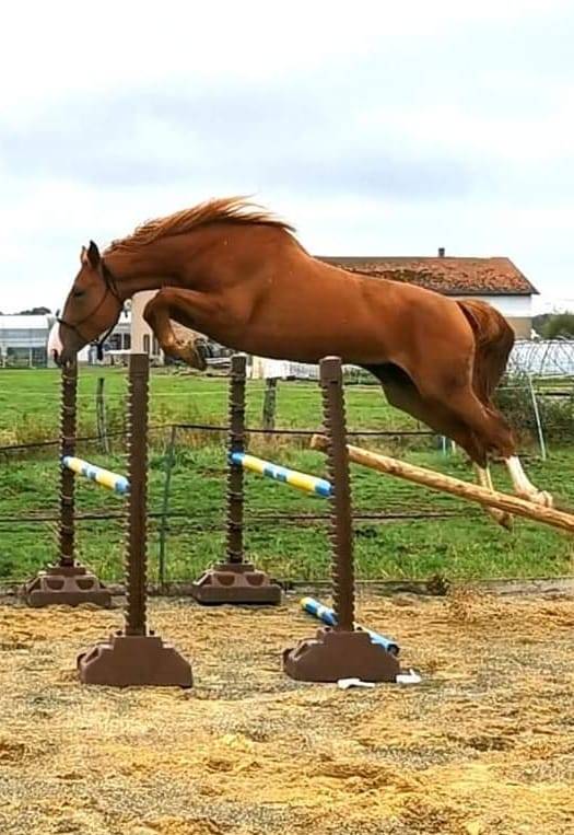 Colt Selle Français For sale 2024 Chesnut