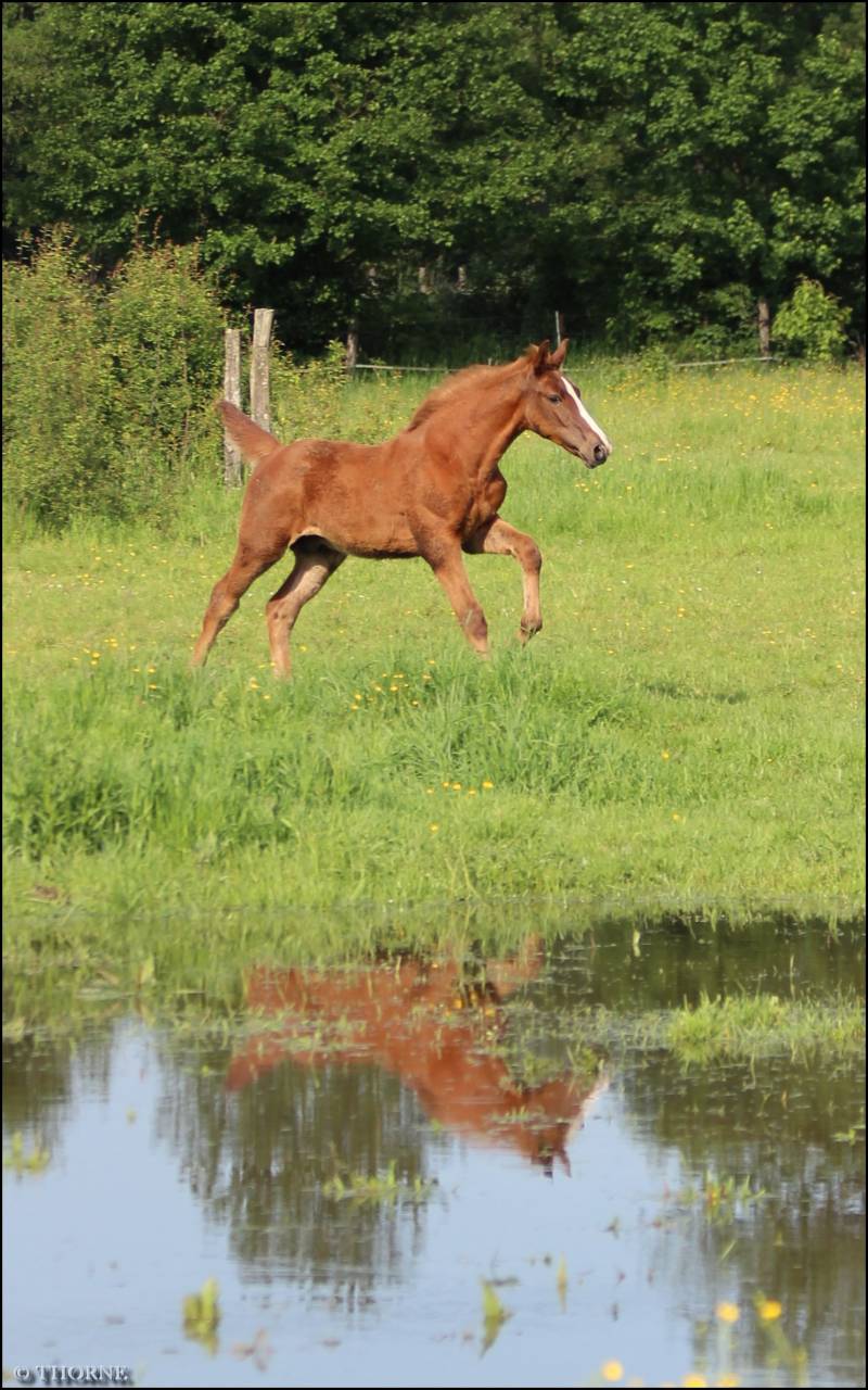 Colt Selle Français For sale 2024 Chesnut