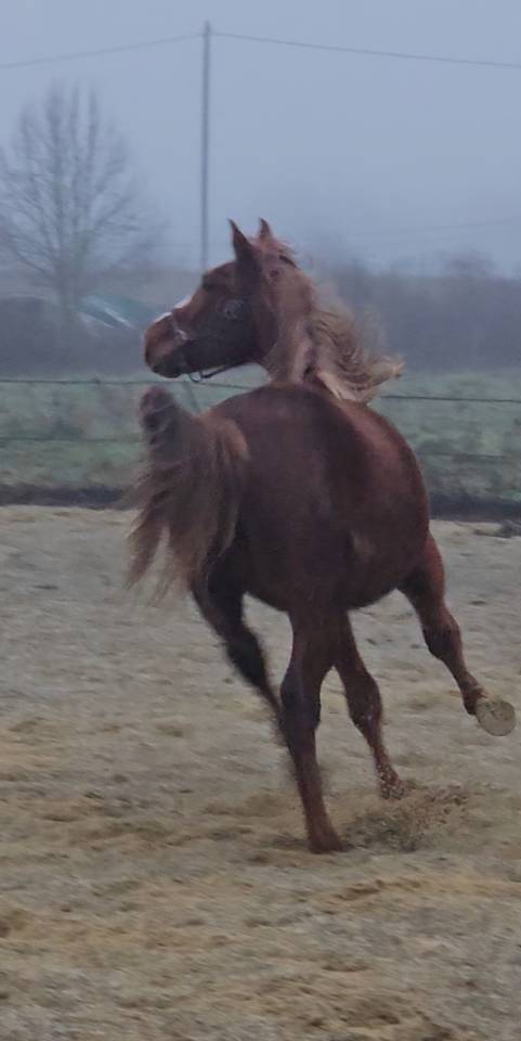 Colt Selle Fran&ccedil;ais For sale 2024 Chesnut