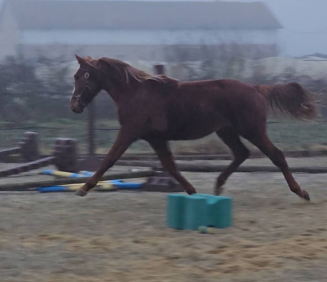 Colt Selle Fran&ccedil;ais For sale 2024 Chesnut