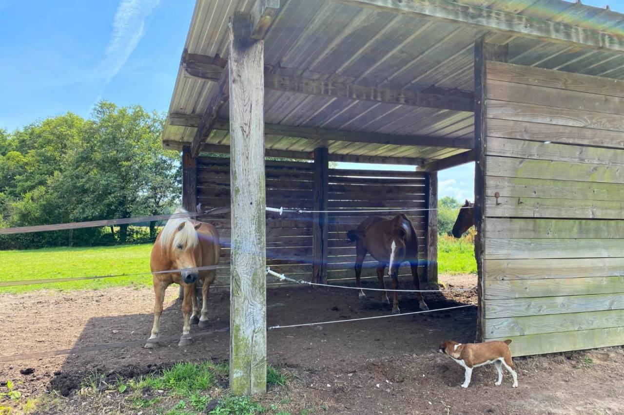 Equestrian property  Ain