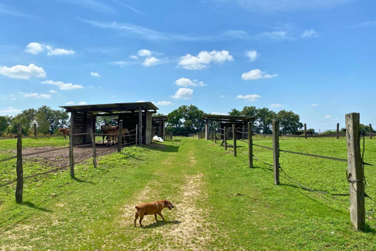 Equestrian property  Ain