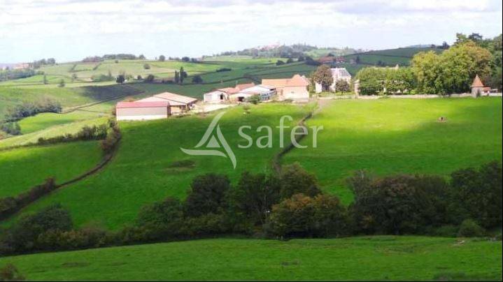Sheep farm  Saône-et-Loire