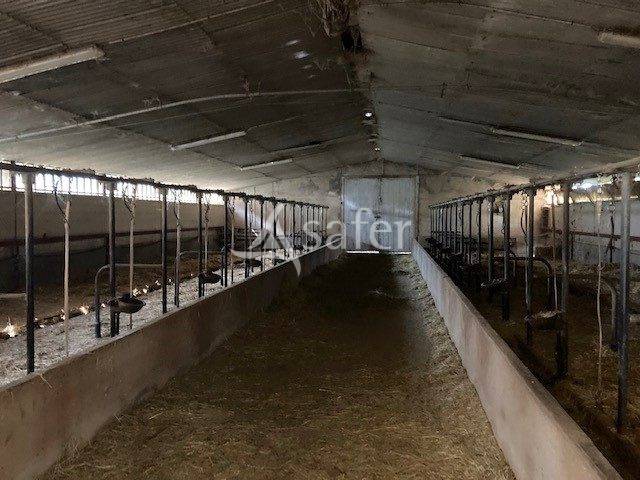 Sheep farm  Saône-et-Loire