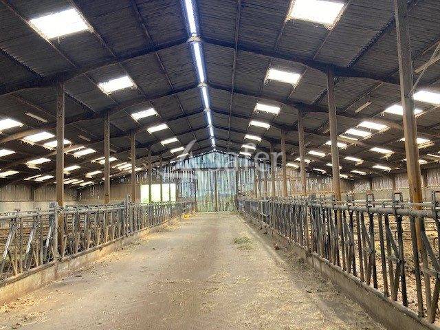 Sheep farm  Saône-et-Loire