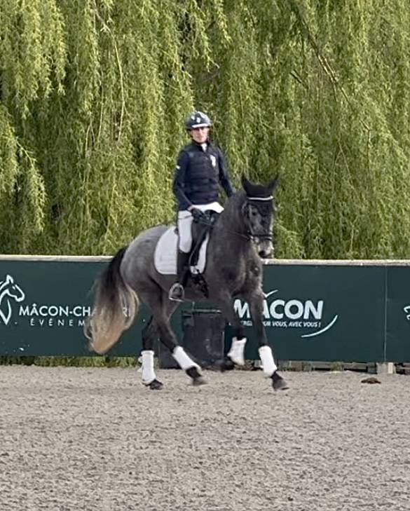 Mare KWPN Dutch Warmblood For sale 2021 Grey