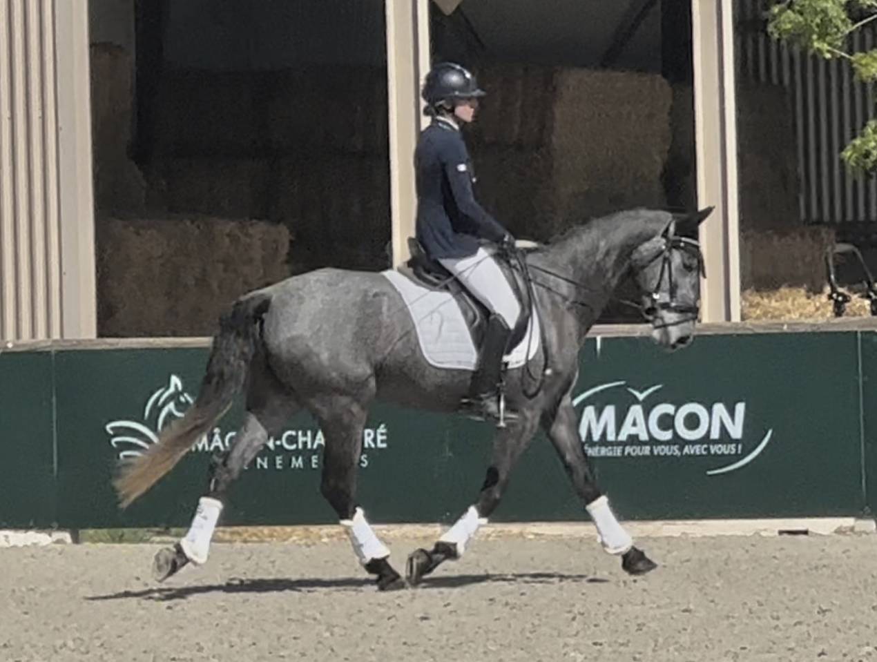 Mare KWPN Dutch Warmblood For sale 2021 Grey