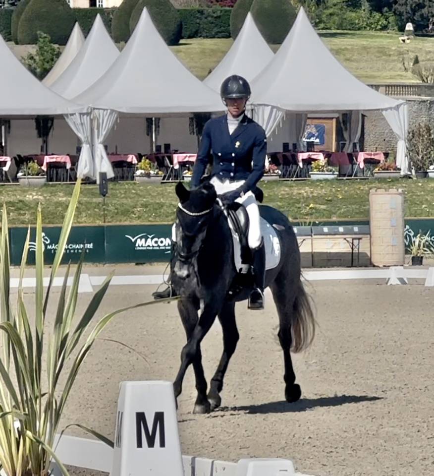 Mare KWPN Dutch Warmblood For sale 2021 Grey