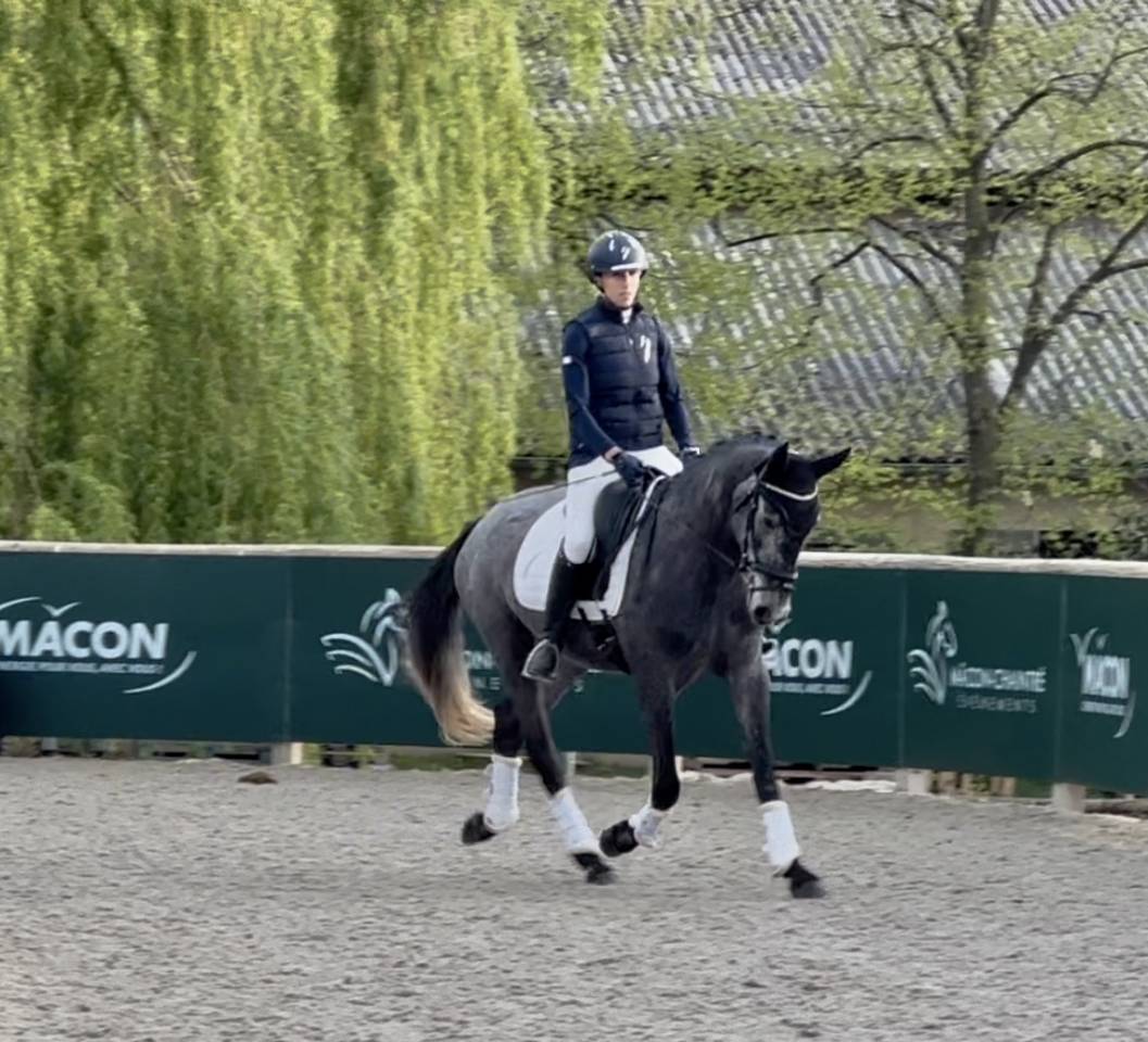 Mare KWPN Dutch Warmblood For sale 2021 Grey