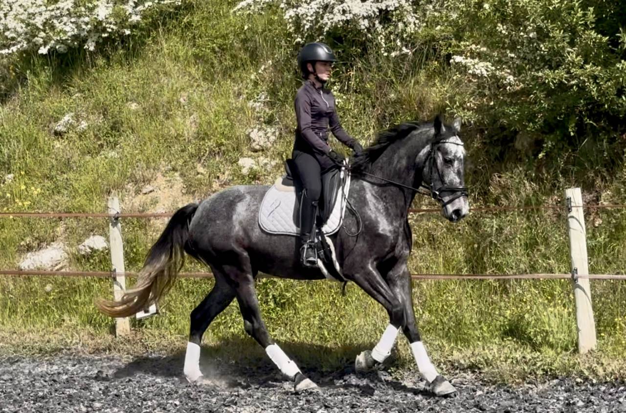 Mare KWPN Dutch Warmblood For sale 2021 Grey