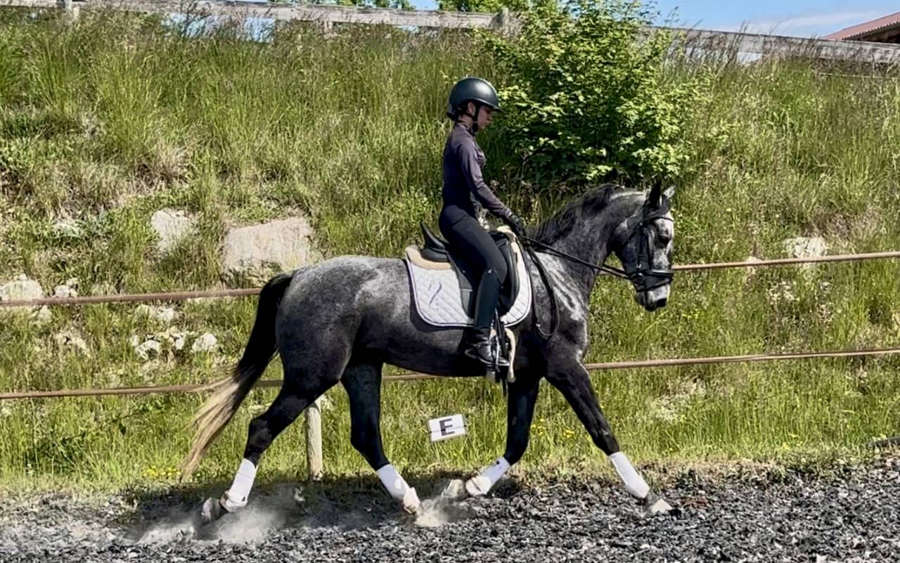 Mare KWPN Dutch Warmblood For sale 2021 Grey