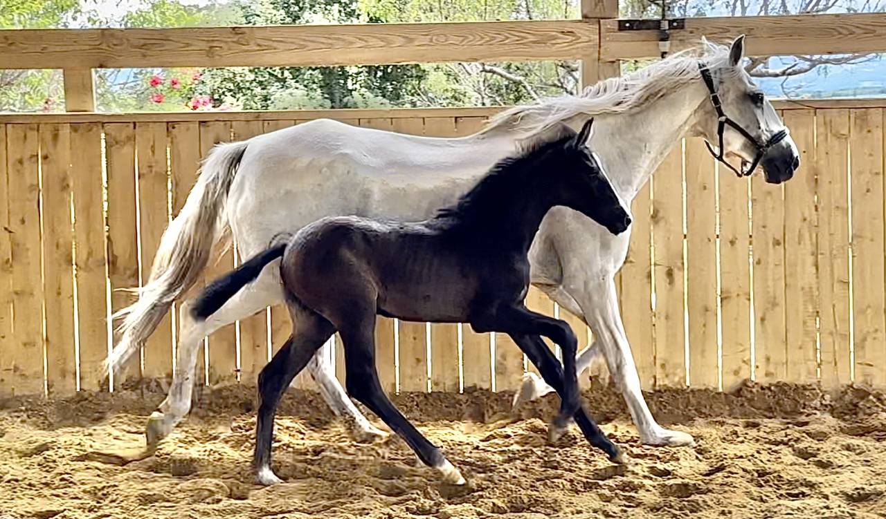 Filly Hanoverian For sale 2024 Black
