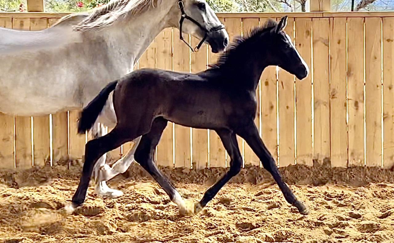 Filly Hanoverian For sale 2024 Black