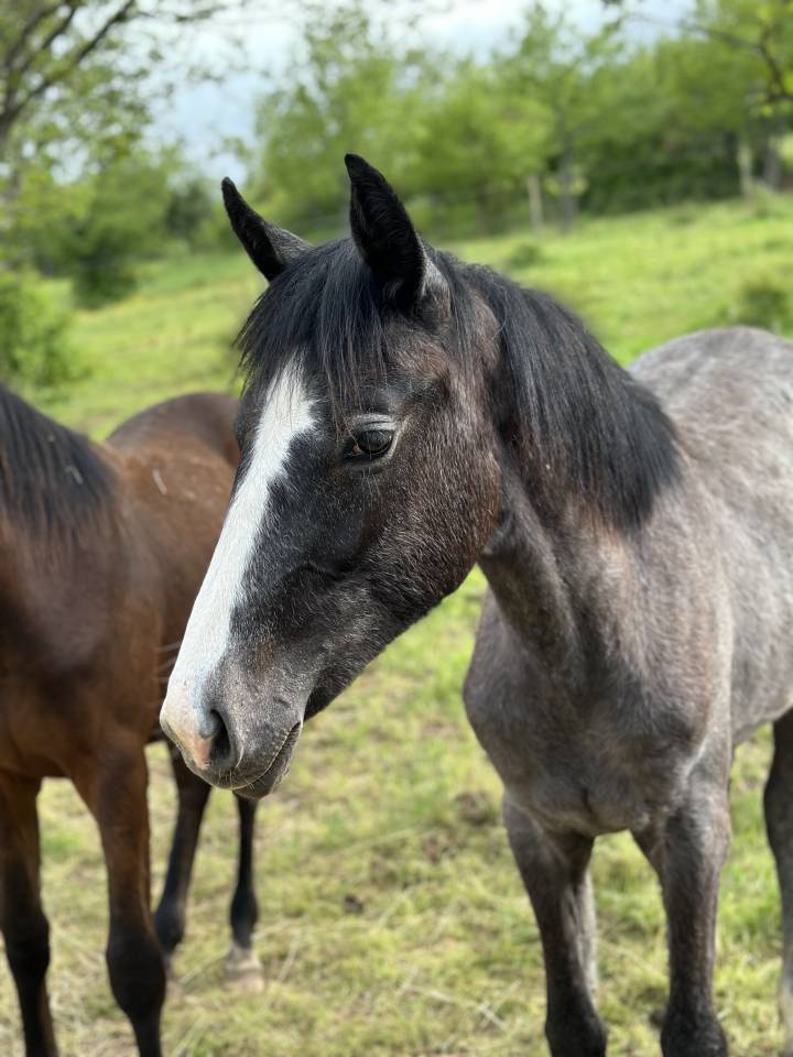 Filly Hanoverian For sale 2024 Black