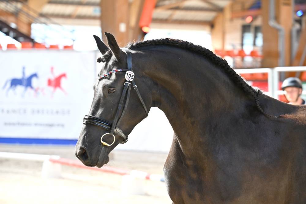 Filly Friesian For sale 2022 Black