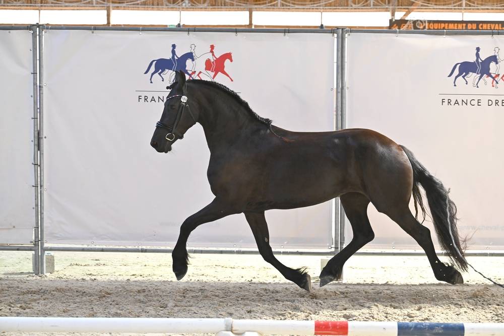 Filly Friesian For sale 2022 Black