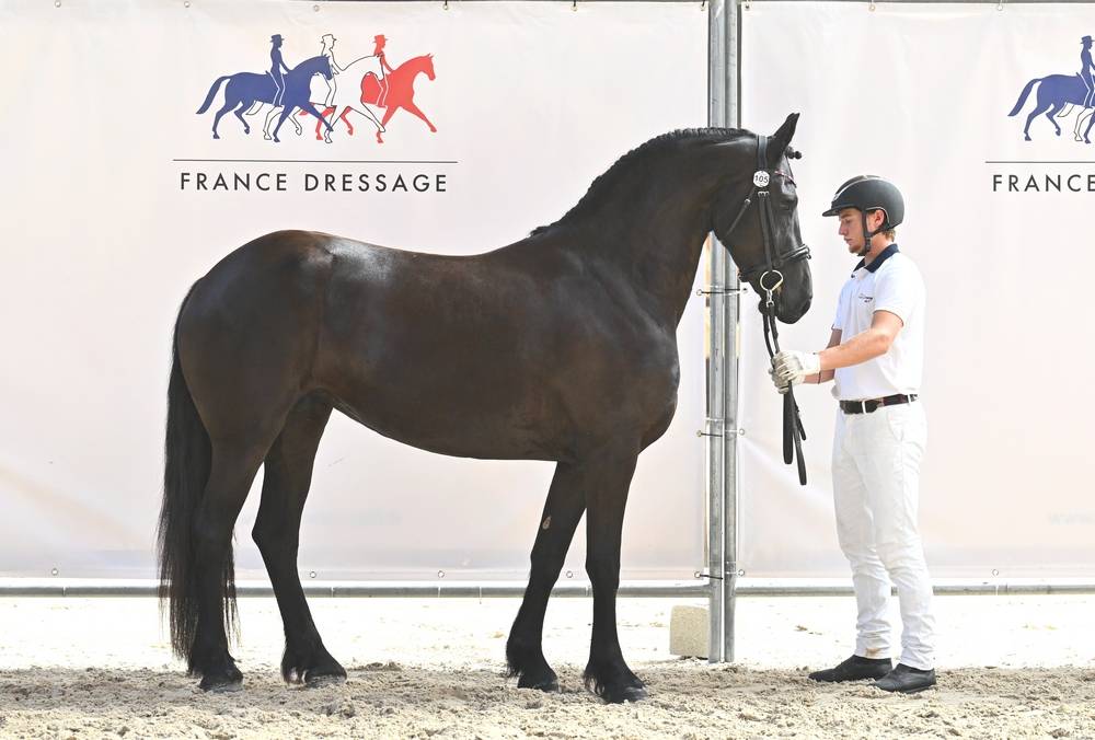 Filly Friesian For sale 2022 Black