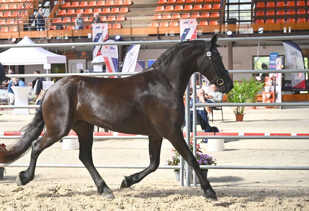 Filly Friesian For sale 2022 Black