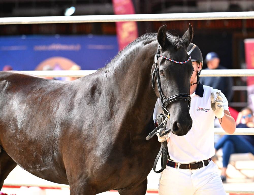 Filly Friesian For sale 2022 Black