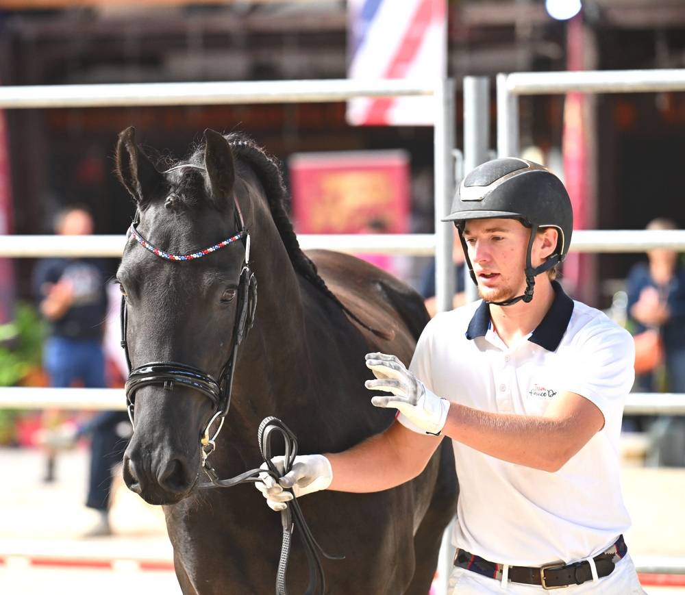 Filly Friesian For sale 2022 Black