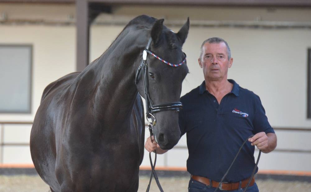 Filly Friesian For sale 2022 Black