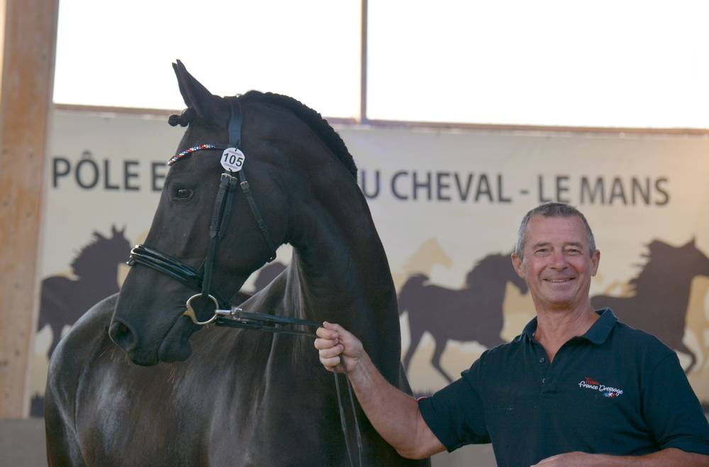 Filly Friesian For sale 2022 Black