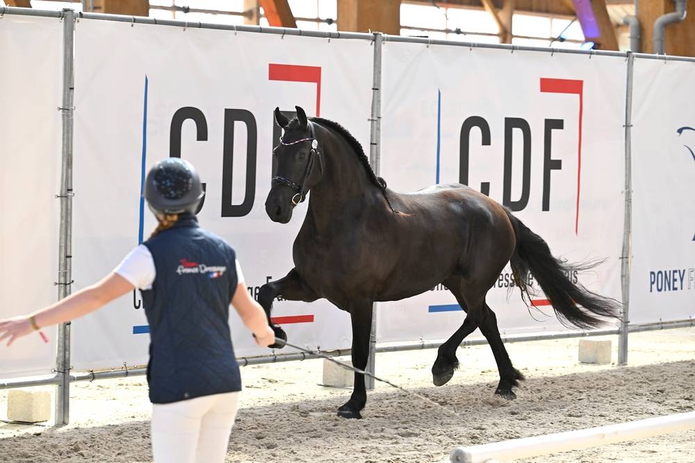 Filly Friesian For sale 2022 Black